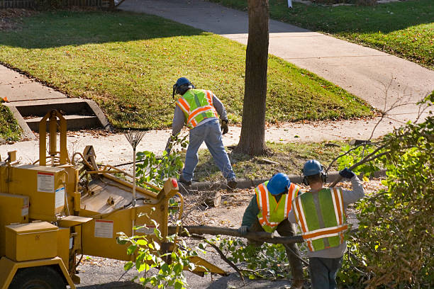 Best Tree Clearing Services  in Raton, NM